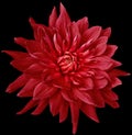 Dahlia flower red. Flower isolated on the black background. No shadows with clipping path. Close-up. Royalty Free Stock Photo