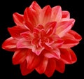 dahlia flower red. Flower isolated on the black background. No shadows with clipping path. Close-up. Royalty Free Stock Photo