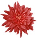 Dahlia flower red. Flower isolated on a white background. No shadows with clipping path. Close-up. Royalty Free Stock Photo