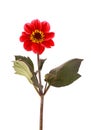 Dahlia flower. Red Dahlia flower with green leaves, isolated on white background, with clipping path. Top view Royalty Free Stock Photo