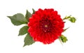 Dahlia flower. Red Dahlia flower with green leaves, isolated on white background, with clipping path. Top view Royalty Free Stock Photo