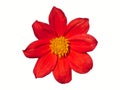 Dahlia Flower Red Isolated