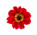 Dahlia flower. Red Dahlia flower isolated on white background, with clipping path. Top view Royalty Free Stock Photo