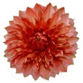 dahlia flower red. Flower isolated on a white background. No shadows with clipping path. Close-up. Royalty Free Stock Photo