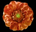 Dahlia flower,red-orange , green center, black background isolated with clipping path. Royalty Free Stock Photo