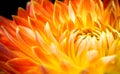 Dahlia flower. Red, orange and yellow flame dahlia flower macro close up photo background Royalty Free Stock Photo