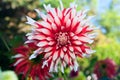 Dahlia Flower, Red and White