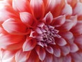 Dahlia flower, red-white. Closeup. beautiful dahlia. side view flower, the far background is blurred, for design Royalty Free Stock Photo