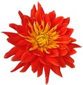 dahlia flower red-yellow. Flower isolated on a white background. No shadows with clipping path. Close-up. Royalty Free Stock Photo