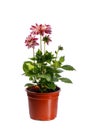 Dahlia flower seedling in plactic flowerpot isolated on white