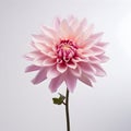 dahlia flower in studio background, single dahlia flower, Beautiful flower, ai generated image Royalty Free Stock Photo