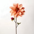 dahlia flower in studio background, single dahlia flower, Beautiful flower, ai generated image Royalty Free Stock Photo