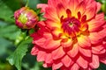 Closeup of dahlia flower in full bloom in the garden. Royalty Free Stock Photo