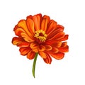 Dahlia flower vector illustration hand drawn Royalty Free Stock Photo