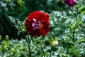 Dahlia flower with vibrant purple petals at the heart of a stunning floral arrangement Royalty Free Stock Photo