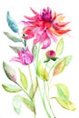 Dahlia flower, watercolor illustration Royalty Free Stock Photo