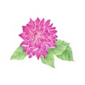 Dahlia Flower watercolor isolated . dahliaFlower on white background. Watercolor hand painted illustration of dahlia Flower.