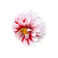 Dahlia flower on white background. Royalty Free Stock Photo