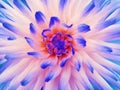 Dahlia flower white-blue-red. Petals colored rays. Closeup. Beautiful dahlia in bloom for design.