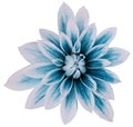 Dahlia flower white-gray-turquoise big petals. white isolated background with clipping path. Closeup. no shadows. For design Royalty Free Stock Photo