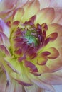 Dahlia flower