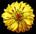 dahlia flower yellow. Flower isolated on the black background. No shadows with clipping path. Close-up. Royalty Free Stock Photo