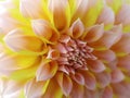 Dahlia flower, yellow-orange-pink. Closeup. beautiful dahlia. side view flower, the far background is blurred, for design. Royalty Free Stock Photo