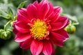 Dahlia flower in yellow and purple color Royalty Free Stock Photo