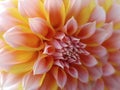 Dahlia flower, yellow-red-pink. Closeup. beautiful dahlia. side view flower, the far background is blurred, for design. Nature Royalty Free Stock Photo