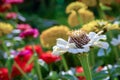 Dahlia-flowered zinnia flowers Zinnia elegans bloom in summer garden Royalty Free Stock Photo