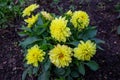 Dahlia flowers with beautiful yellow petals in the ground against a background of green leaves. Flora plants Royalty Free Stock Photo