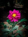 dahlia flowers , bunga dahlia Royalty Free Stock Photo