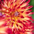Dahlia flowers in a closeup Royalty Free Stock Photo