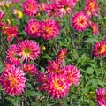 Dahlia flowers in a closeup Royalty Free Stock Photo