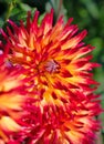 Dahlia flowers in a closeup Royalty Free Stock Photo