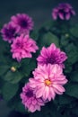 Dahlia flowers closeup in the garden Royalty Free Stock Photo