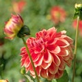 Dahlia flowers in a closeup Royalty Free Stock Photo