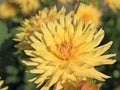 Dahlia flowers in a closeup Royalty Free Stock Photo