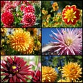 Dahlia flowers collage