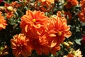 Dahlia flowers on a flower bed close-up. Red, white, orange, large Dahlia flower. Urban greening. Summer autumn flowers.