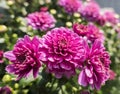 Dahlia flowers in full bloom Royalty Free Stock Photo