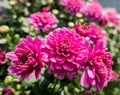 Dahlia flowers in full bloom Royalty Free Stock Photo