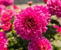 Dahlia flowers in full bloom Royalty Free Stock Photo