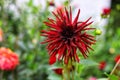 Dahlia flowers in the garden on green leaves background. Dahlia Nuit d\'Ete Royalty Free Stock Photo