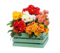 Dahlia Flowers in a green wooden box.