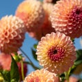 Dahlia flowers by the name Barbary Jester, photographed with a macro len at RHS Wisey garde, UK Royalty Free Stock Photo