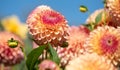 Dahlia flowers by the name Barbary Jester, photographed with a macro lens at RHS Wisey garden, Surrey, UK Royalty Free Stock Photo