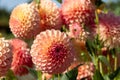 Dahlia flowers by the name Barbary Jester, photographed with a macro lens at RHS Wisey garden, Surrey, UK