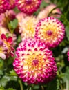 Dahlia flowers by the name Hapet Daydream, photographed with a macro len at RHS Wisey garde, UK Royalty Free Stock Photo