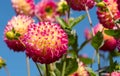 Dahlia flowers by the name Hapet Daydream, photographed with a macro len at RHS Wisey garden, Surrey, UK Royalty Free Stock Photo